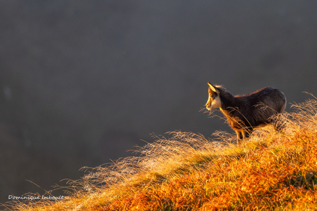 Image décrivant l'exposant : DOMINIQUE IMBAULT