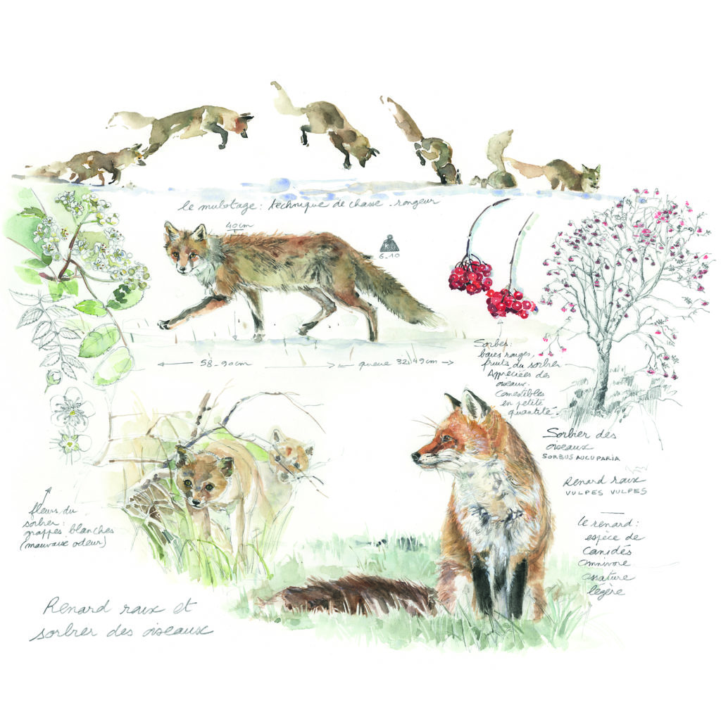 Image décrivant l'exposant : JULIE WINTS LITTY, ARTISTE - ILLUSTRATRICE